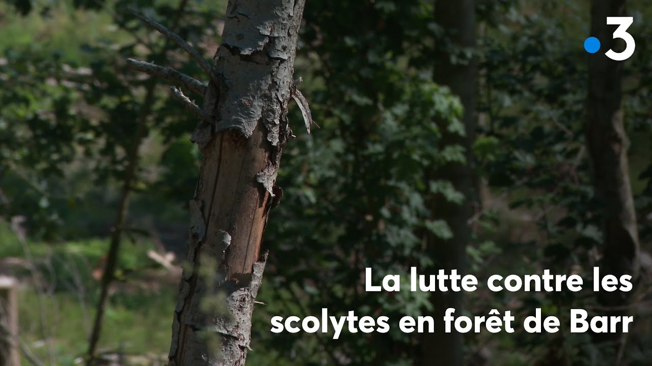 Miniature du reportage