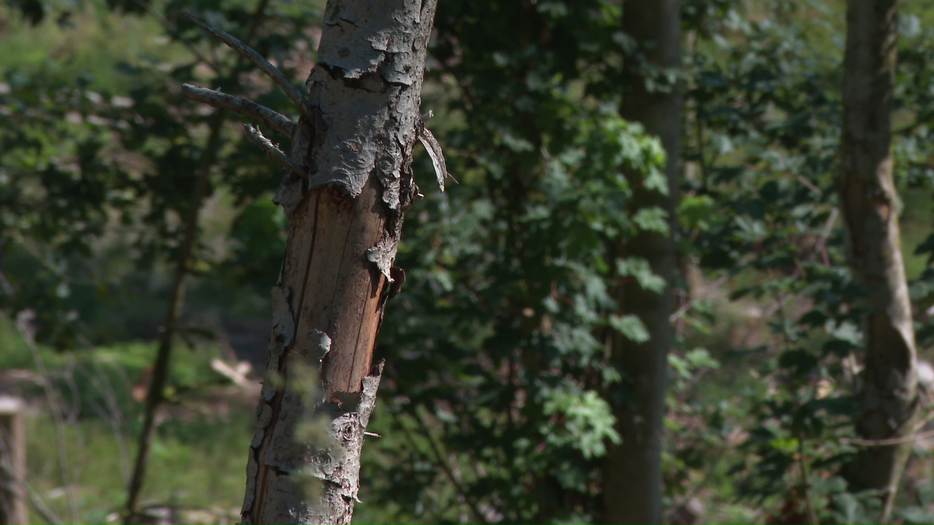 Miniature du reportage